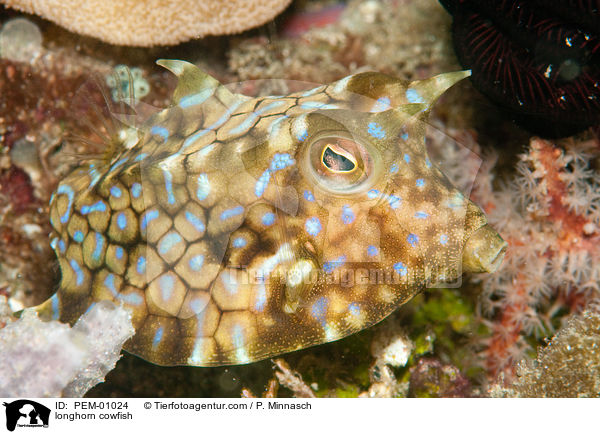 Dornrcken-Kofferfisch / longhorn cowfish / PEM-01024
