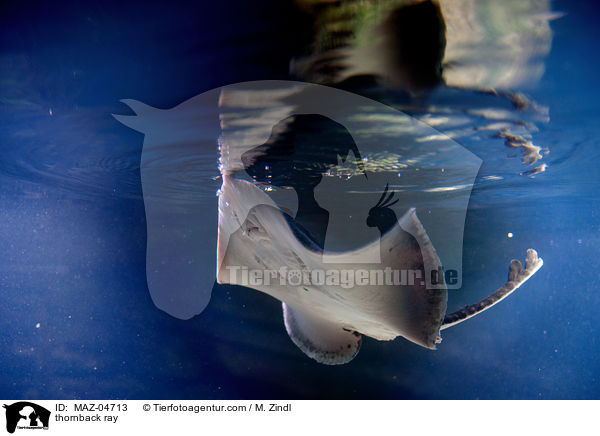Nagelrochen / thornback ray / MAZ-04713