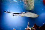 thornback ray