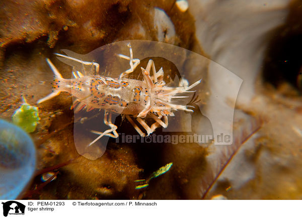 tiger shrimp / PEM-01293