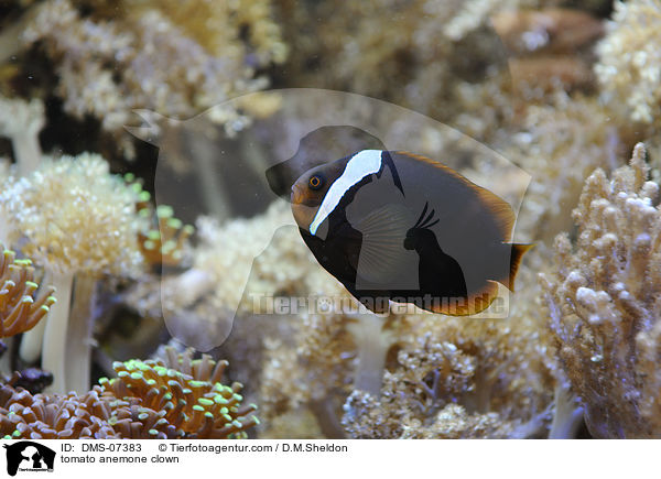 Weibinden-Glhkohlen-Anemonenfisch / tomato anemone clown / DMS-07383