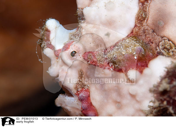 Warzen-Anglerfisch / warty frogfish / PEM-01013