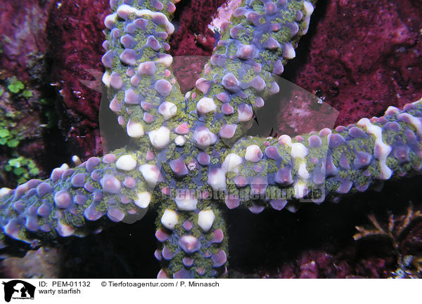 Beulenstern / warty starfish / PEM-01132