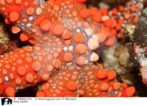 warty starfish / PEM-01133