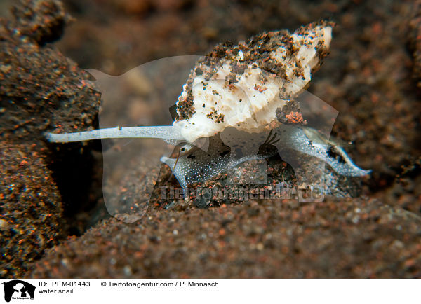 Unterwasser-Schnecke / water snail / PEM-01443