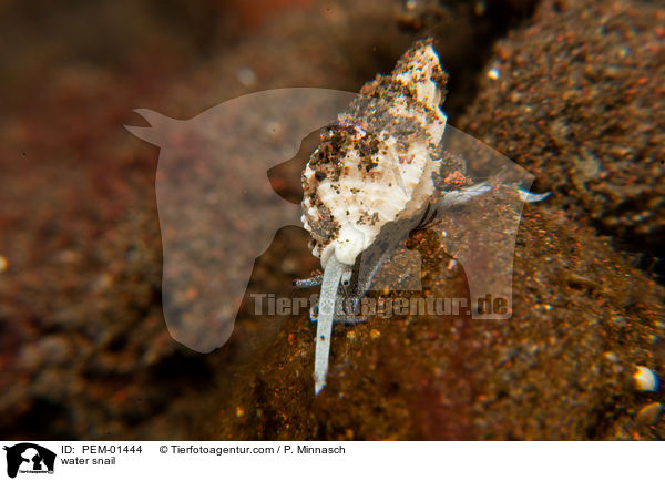 Unterwasser-Schnecke / water snail / PEM-01444