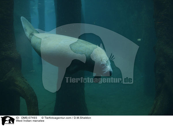 West Indian manatee / DMS-07493