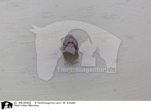 Karibik-Manati / West Indian Manatee / WS-06899