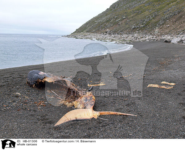 whale carcass / HB-01306