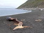 whale carcass