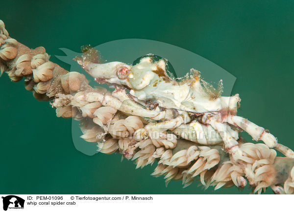 Gorgonien-Spinnenkrabbe / whip coral spider crab / PEM-01096