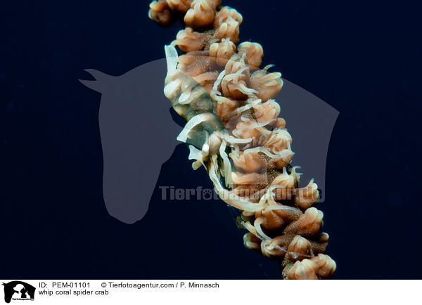 Gorgonien-Spinnenkrabbe / whip coral spider crab / PEM-01101