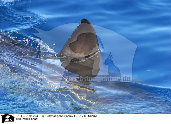 Weier Hai / great white shark / FLPA-01793