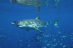 great white shark