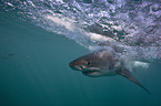 great white shark