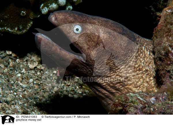 greyface moray eel / PEM-01063