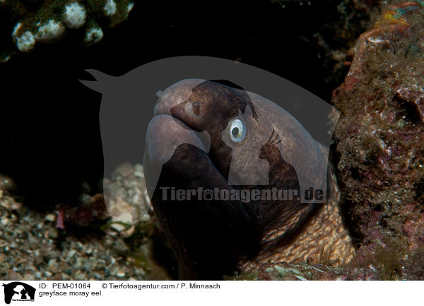 Weiaugen-Murne / greyface moray eel / PEM-01064