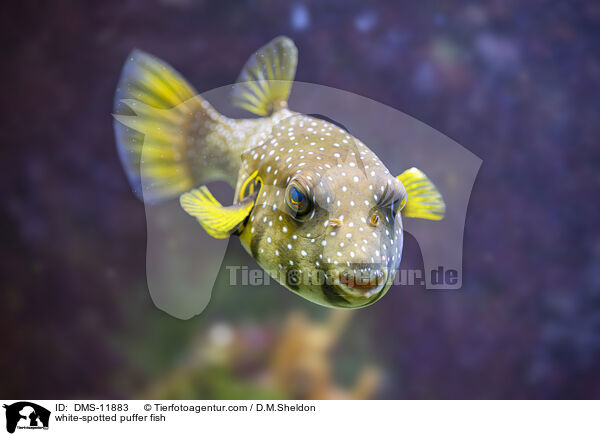 Weiflecken-Kugelfisch / white-spotted puffer fish / DMS-11883