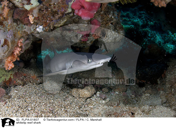 whitetip reef shark / FLPA-01807