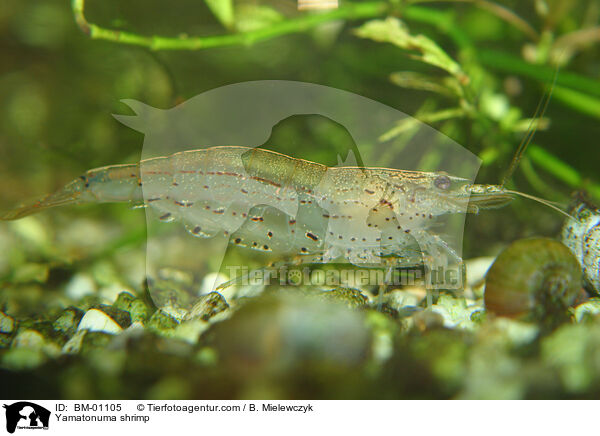 Amanogarnele / Yamatonuma shrimp / BM-01105
