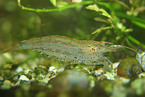 Yamatonuma shrimp