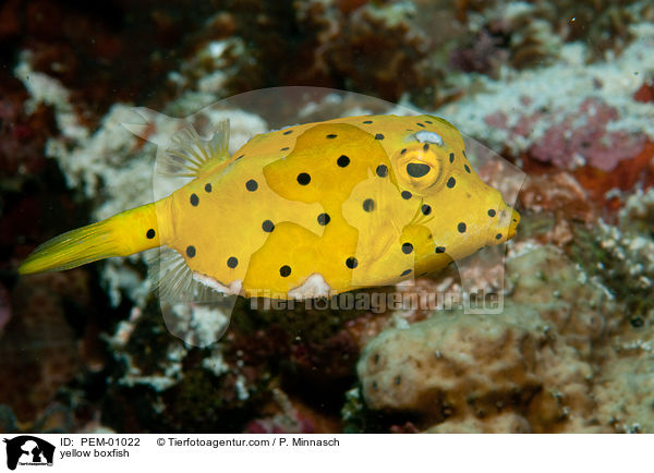 Gelbbrauner Kofferfisch / yellow boxfish / PEM-01022