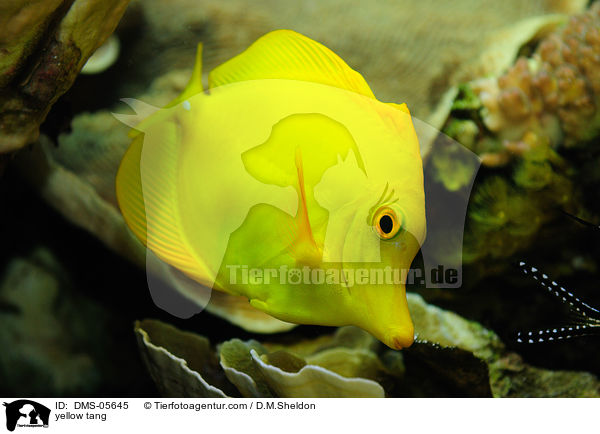 yellow tang / DMS-05645