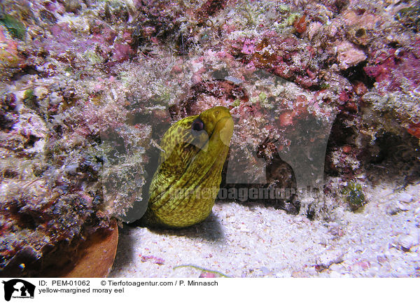 yellow-margined moray eel / PEM-01062