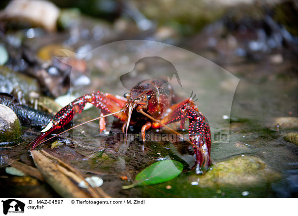 Flusskrebs / crayfish / MAZ-04597