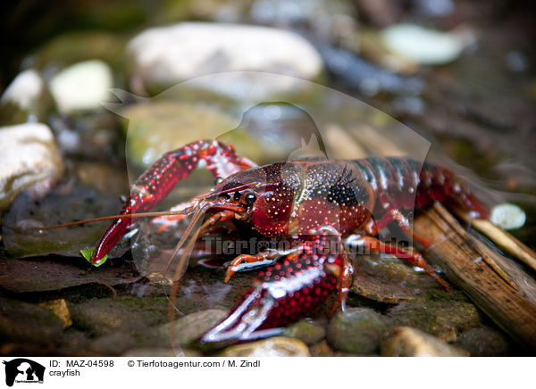 crayfish / MAZ-04598
