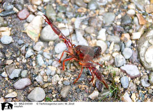 Flusskrebs / crayfish / MAZ-04599