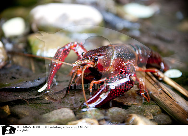 Flusskrebs / crayfish / MAZ-04600