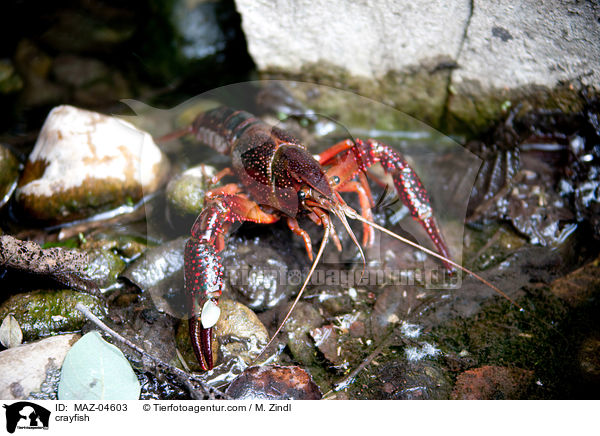 Flusskrebs / crayfish / MAZ-04603