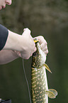 young angler with pike