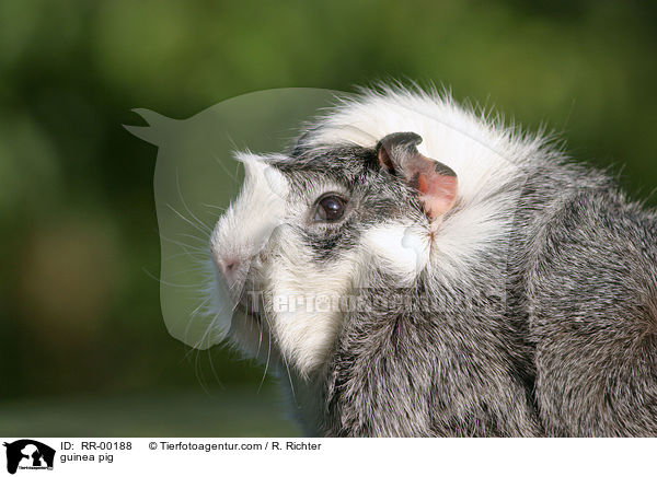 Meerschweinchen / guinea pig / RR-00188