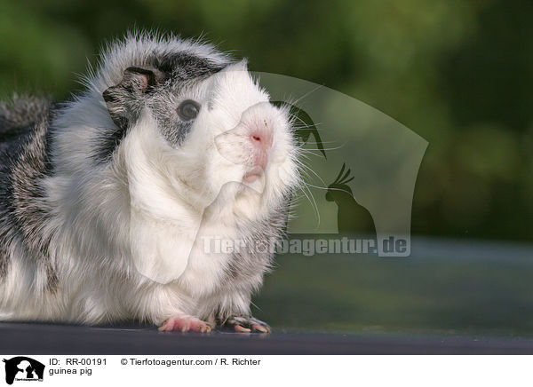 guinea pig / RR-00191