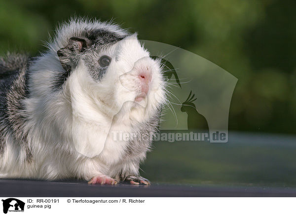 Meerschweinchen / guinea pig / RR-00191