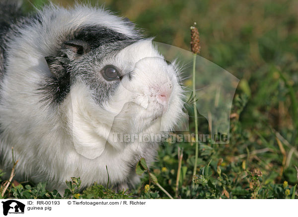 Meerschweinchen / guinea pig / RR-00193