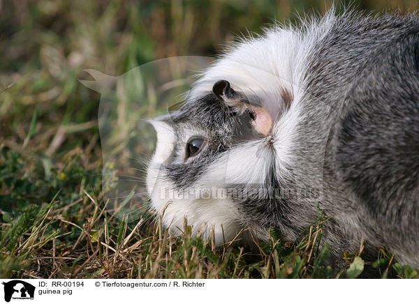 Meerschweinchen / guinea pig / RR-00194