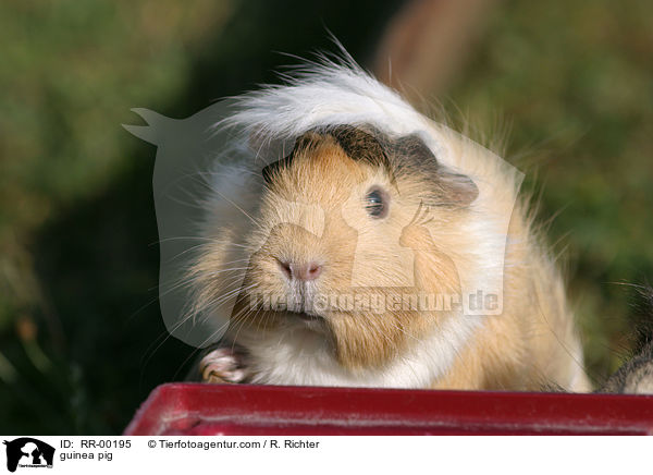 Meerschweinchen / guinea pig / RR-00195