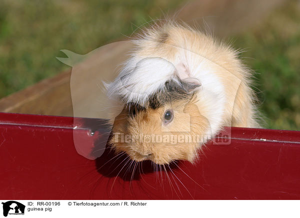 Meerschweinchen / guinea pig / RR-00196