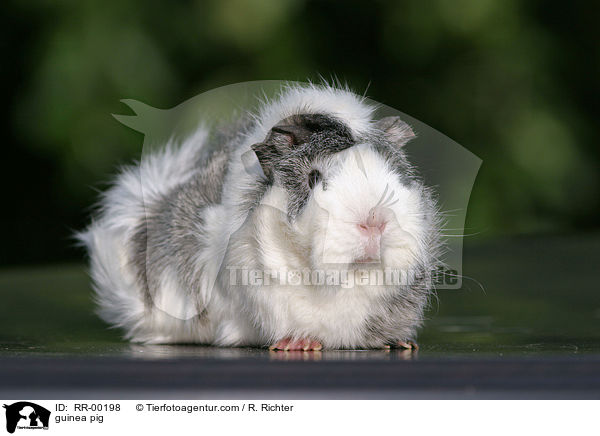 Meerschweinchen / guinea pig / RR-00198