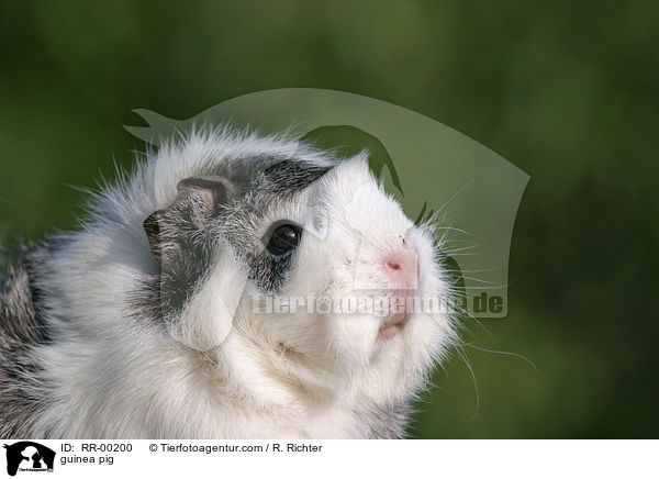 Meerschweinchen / guinea pig / RR-00200