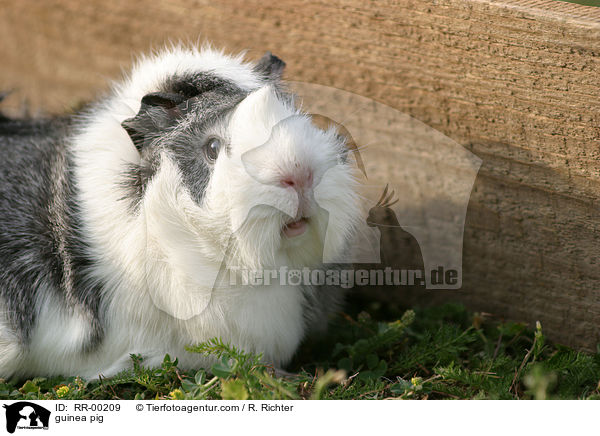 Meerschweinchen / guinea pig / RR-00209