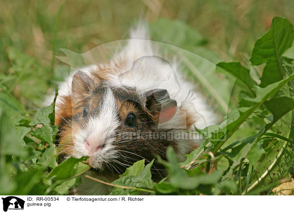 Meerschweinchen / guinea pig / RR-00534