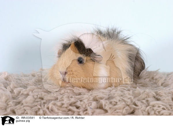 Rosettenmeerschweinchen / guinea pig / RR-03581