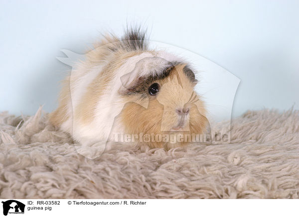 Rosettenmeerschweinchen / guinea pig / RR-03582