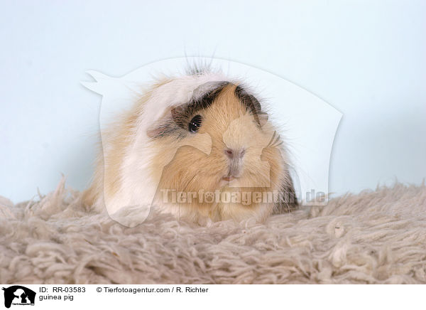 Rosettenmeerschweinchen / guinea pig / RR-03583
