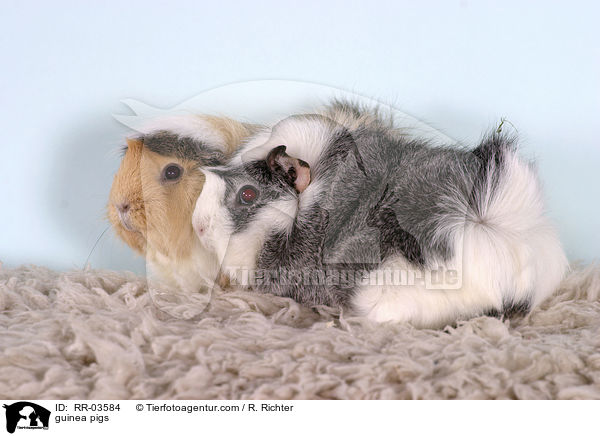 Rosettenmeerschweinchen / guinea pigs / RR-03584