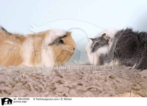 Rosettenmeerschweinchen / guinea pigs / RR-03585